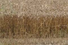Състоянието на пшеничните посеви в Североизточна България е критично