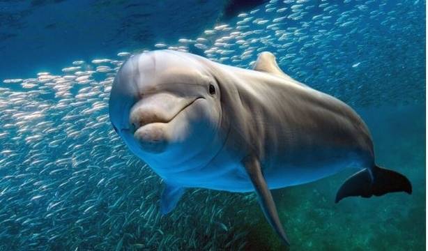 Делфини се появиха близо до туристически обект в Истанбул (ВИДЕО)