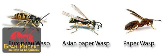 Кои са видовете оси живеещи в България?