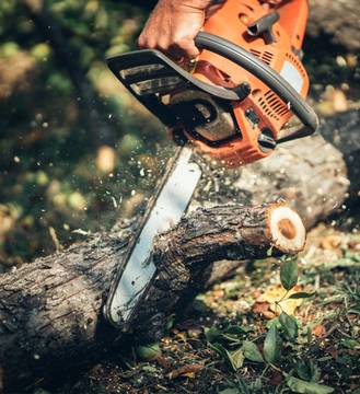 Рязане на дървета – Варна – Цени