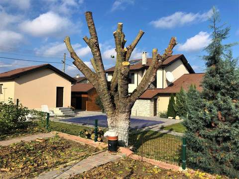 Кастрене на дървета Варна