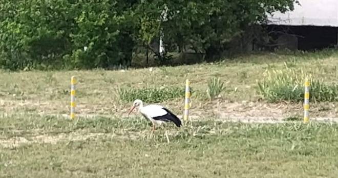 ЩЪРКЕЛ СЕ РАЗХОЖДА МЕЖДУ БЛОКОВЕ ВЪВ ВАРНЕНСКИ КВАРТАЛ РАЗЛИЧНИТЕ НОВИНИ DIFFERENT NEWS
