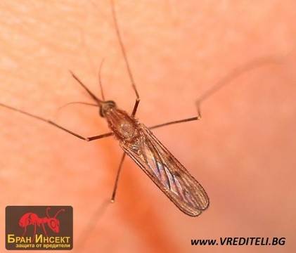 За маларийния комар Anopheles quadrimaculaties и бедите, които носи
