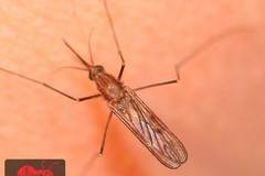 За маларийния комар Anopheles quadrimaculaties и бедите, които носи