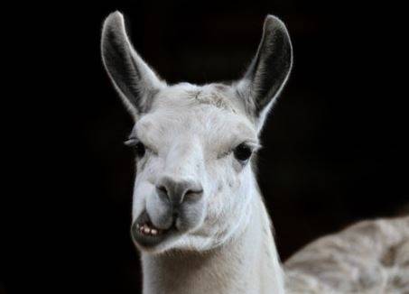 Антитела от лама може да се окажат ключови в борбата с COVID-19