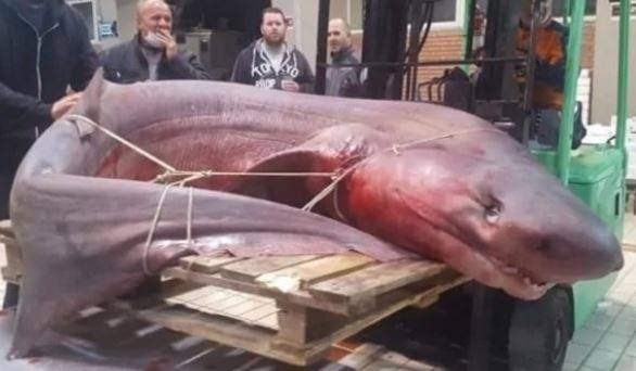 Гигантска акула бе хваната в Кавала (СНИМКА)