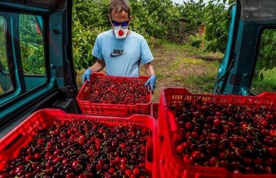 Безработните няма да губят право на помощи, ако заработят сезонно в селското стопанство