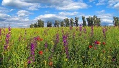 Днес облачно с максимални температури между 28° и 33°