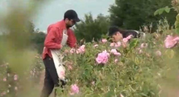 Проблеми пред розопроизводителите в разгара на кампанията