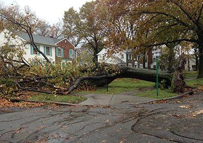 Изкореняване на дървета Варна