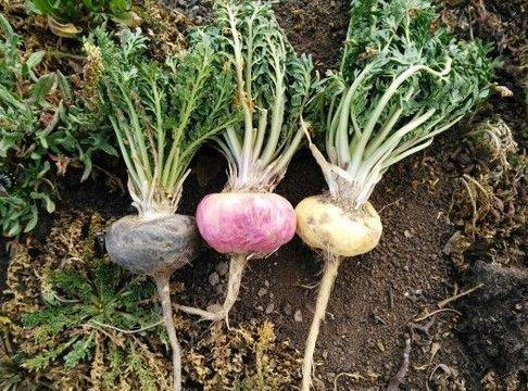 Суперхраната Мака