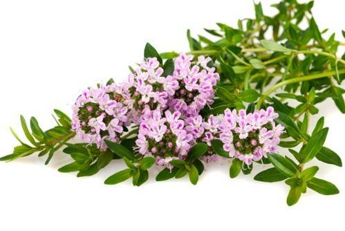 Билката на боговете