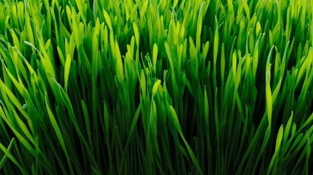 Защо да изберем фирма за цялостно озеленяване в София