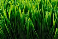 Защо да изберем фирма за цялостно озеленяване в София