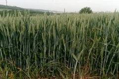 Площи с пшеница ще бъдат подхранени в землището на Плевен