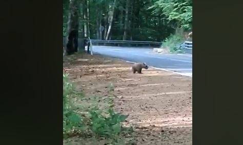 Заснеха мечка с две мечета под Рилския манастир (ВИДЕО)