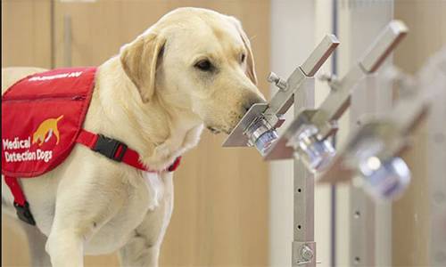 Специално обучени кучета ще откриват коронавирус у пътниците