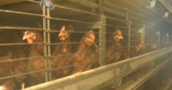 Огнище на птичи грип в Асеновград. Умъртвяват над 70 хиляди птици