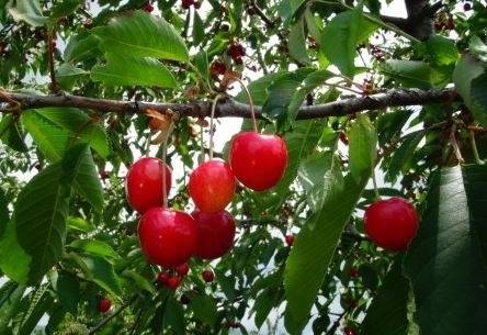 Сезонът на черешите тази година закъснява