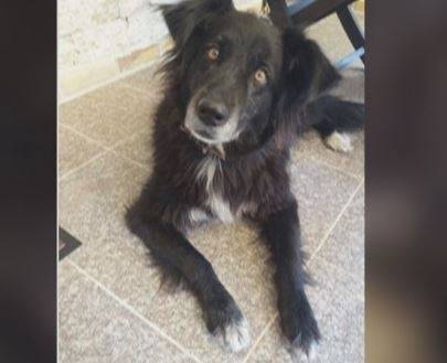 Откриха любимеца на дует „Ритон“ в Созопол