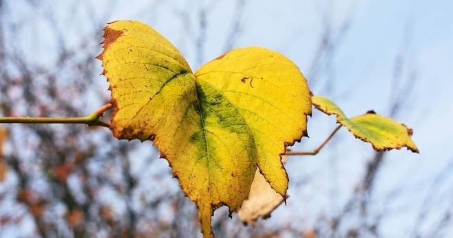 Не съм Виждал – По Благородно и Мило Същество от Доналт Тръп !