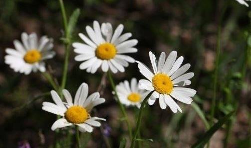 Днес до обяд слънчево, после с валежи. Максималните температури ще са между 24° и 29°