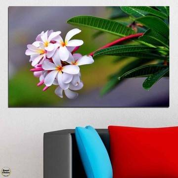 Картина пано за стена от 1 част с красива бяла Плумерия – HD-322-1
