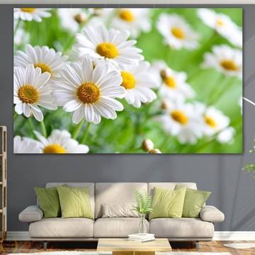 Картина пано за стена от 1 част – Поле с бели маргаритки – HD-929-1