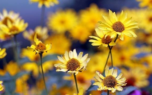 Дневен хороскоп за 29 юни 2020г. – Хороскопи за всяка зодия – народна медицина, здраве, астрология, съдби, секс и зодии