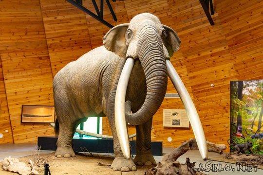 Плиоценски парк (Дорково)