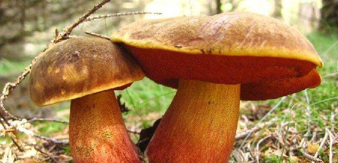 Гъбарко – Събираме гъби