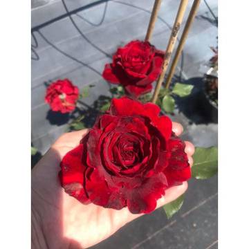 Rose Doun Juan red Увивна роза