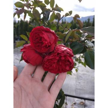 Роза флорентина ,червена роза