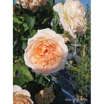 Rosa climbing увивна жълта праскова