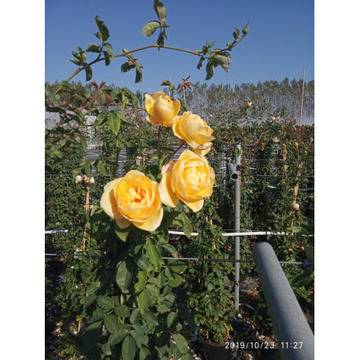 Rosa climbing whelou увивна жълта роза