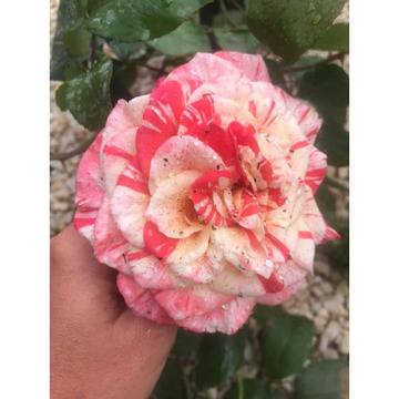 Храстовидна роза Michelangelo