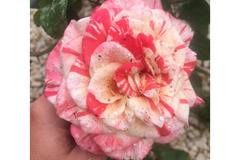 Храстовидна роза Michelangelo