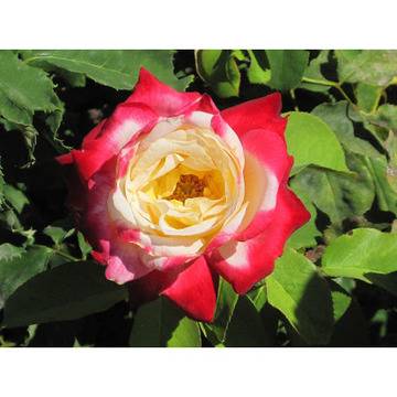 Rosa ‘Double Delight Роза двойна наслада