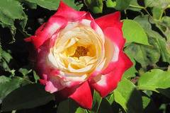 Rosa ‘Double Delight Роза двойна наслада