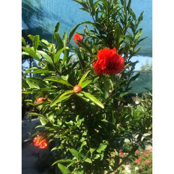 Punica grana Нар – Цветя и градина – всичко за цветята и градината