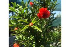 Punica grana Нар – Цветя и градина – всичко за цветята и градината