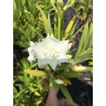 Nerium Зокум ,Олеандър white