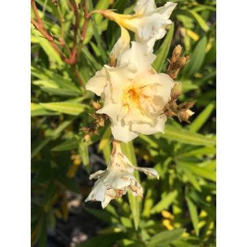 NERIUM Yellow Зокум кичест жълт