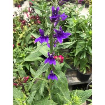 Lobelia blue – Цветя и градина – всичко за цветята и градината