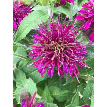 Monarda Монарда – Цветя и градина – всичко за цветята и градината