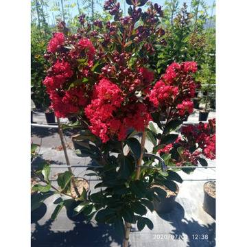 Lagerstroemia red – Цветя и градина – всичко за цветята и градината