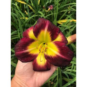 Hamerokalis, хамерокалис цветя за градината