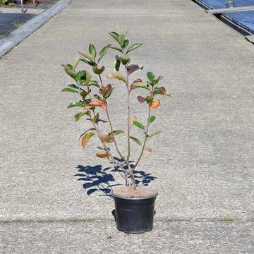 арония храст плодове здравословни