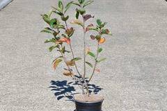 арония храст плодове здравословни