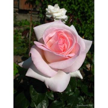 Розова хибридна роза